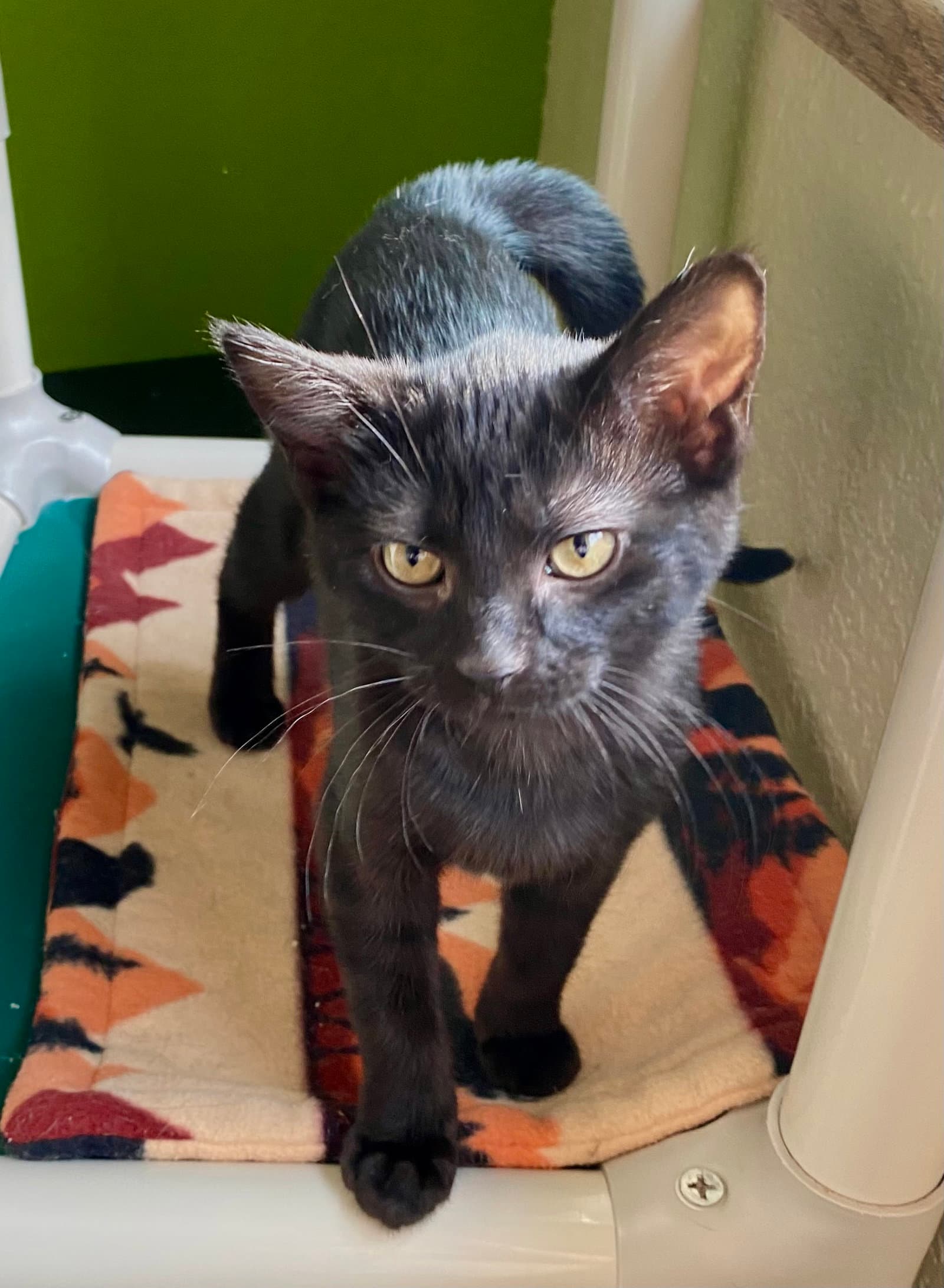 Snap - Domestic Short Hair
