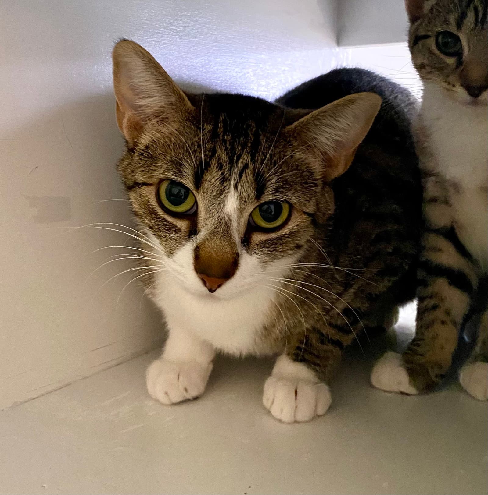 Britney - Domestic Short Hair