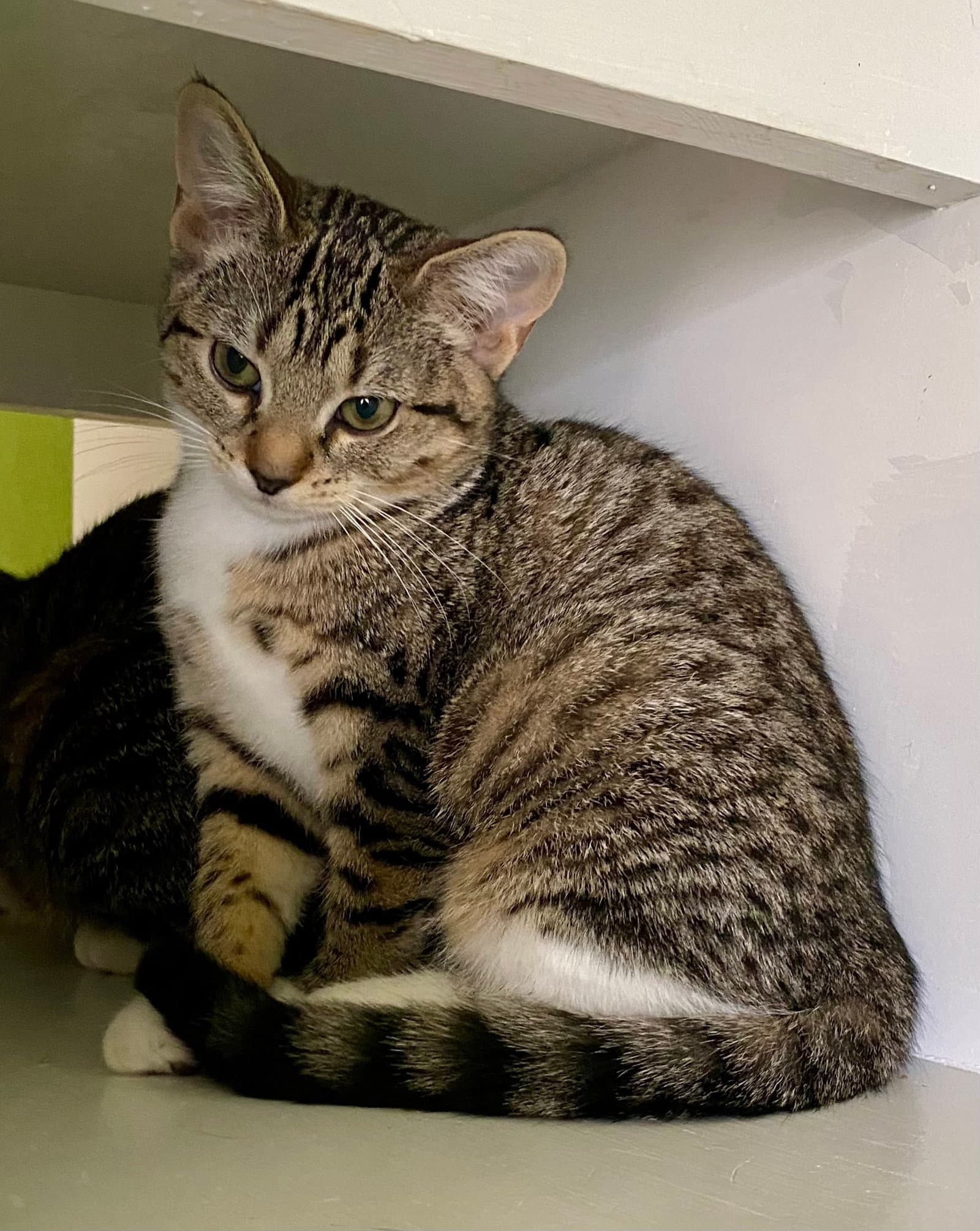 Insta - Domestic Short Hair