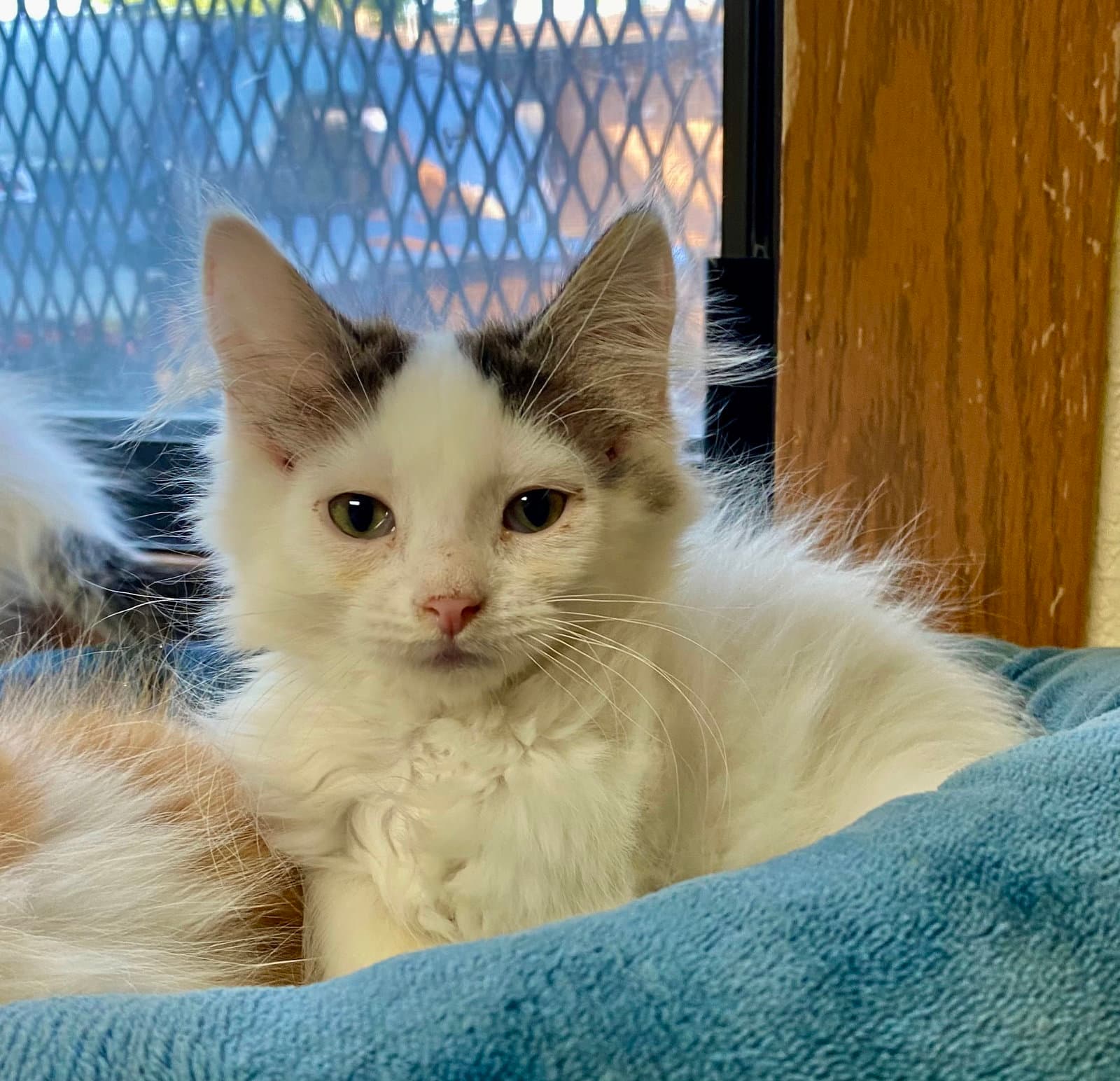 S'mores - Domestic Long Hair
