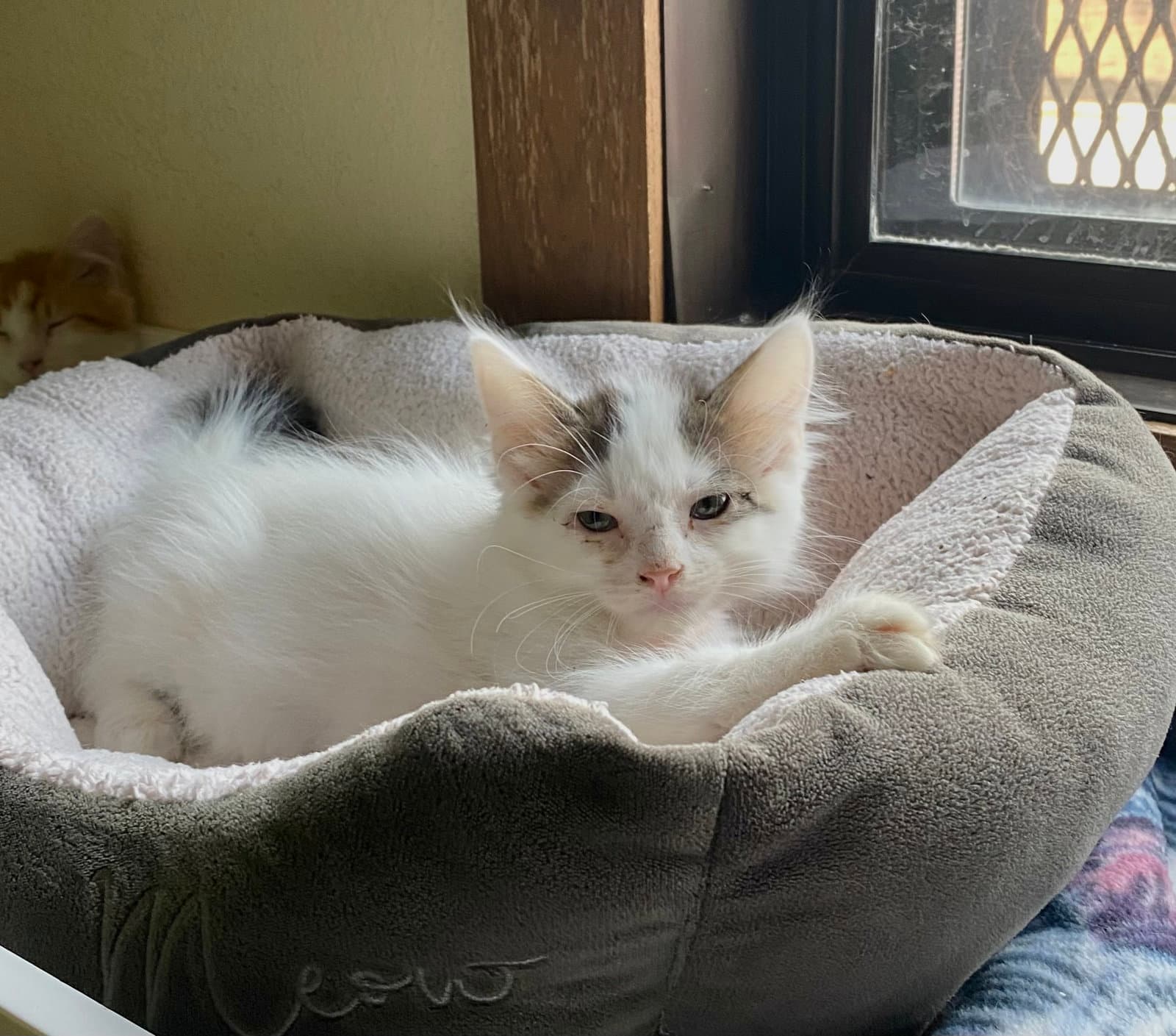 Sparkler - Domestic Long Hair