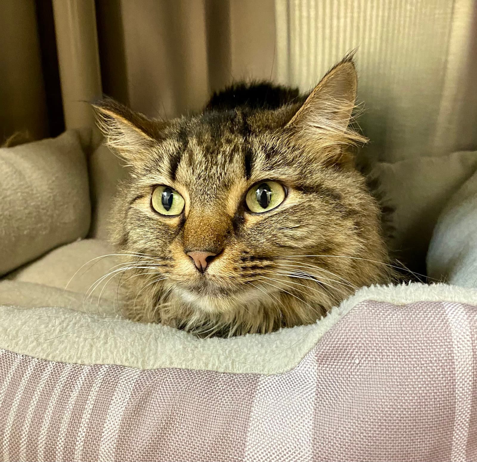 Rosie - Domestic Long Hair