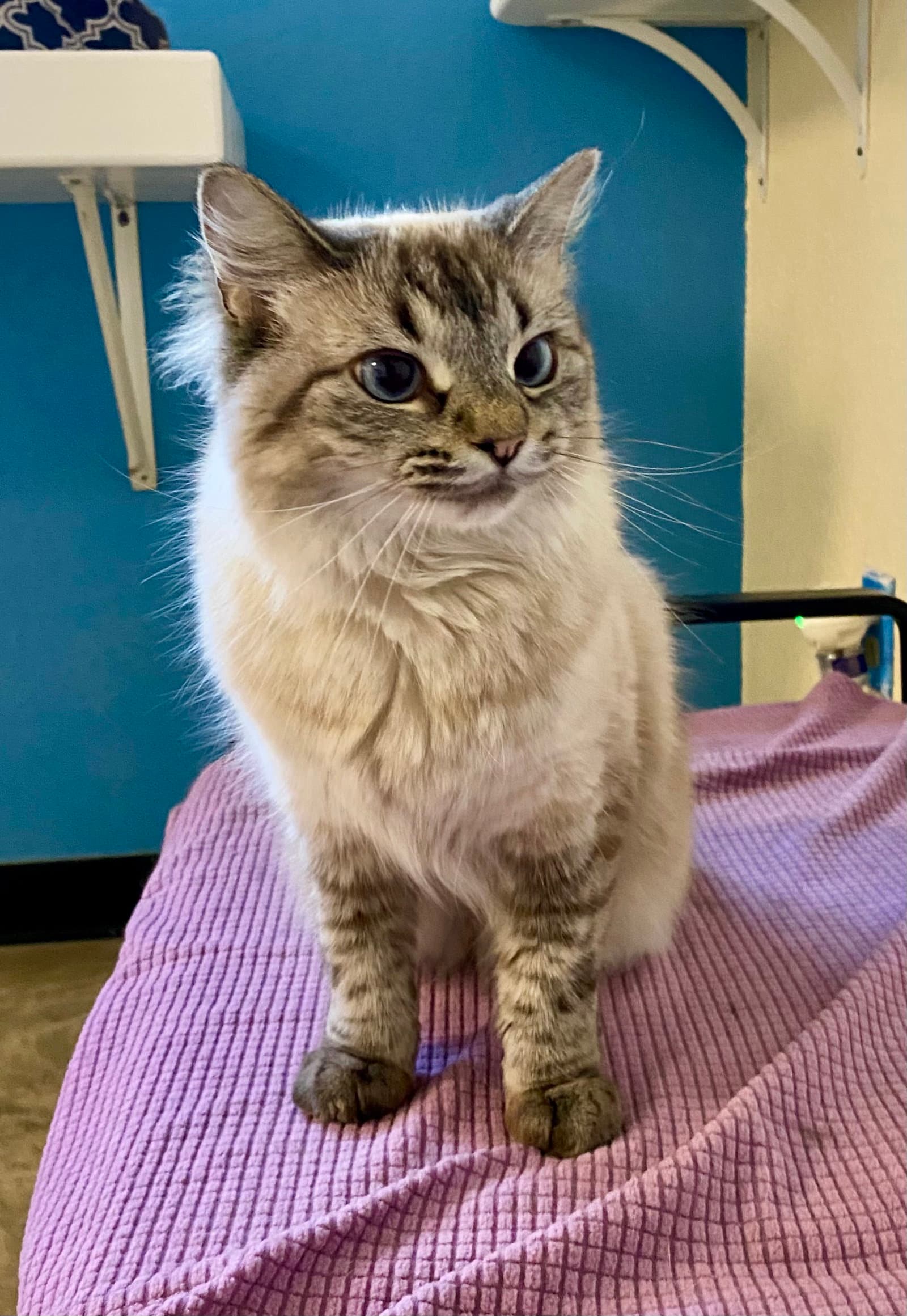 Tartar Sauce - Domestic Medium Hair