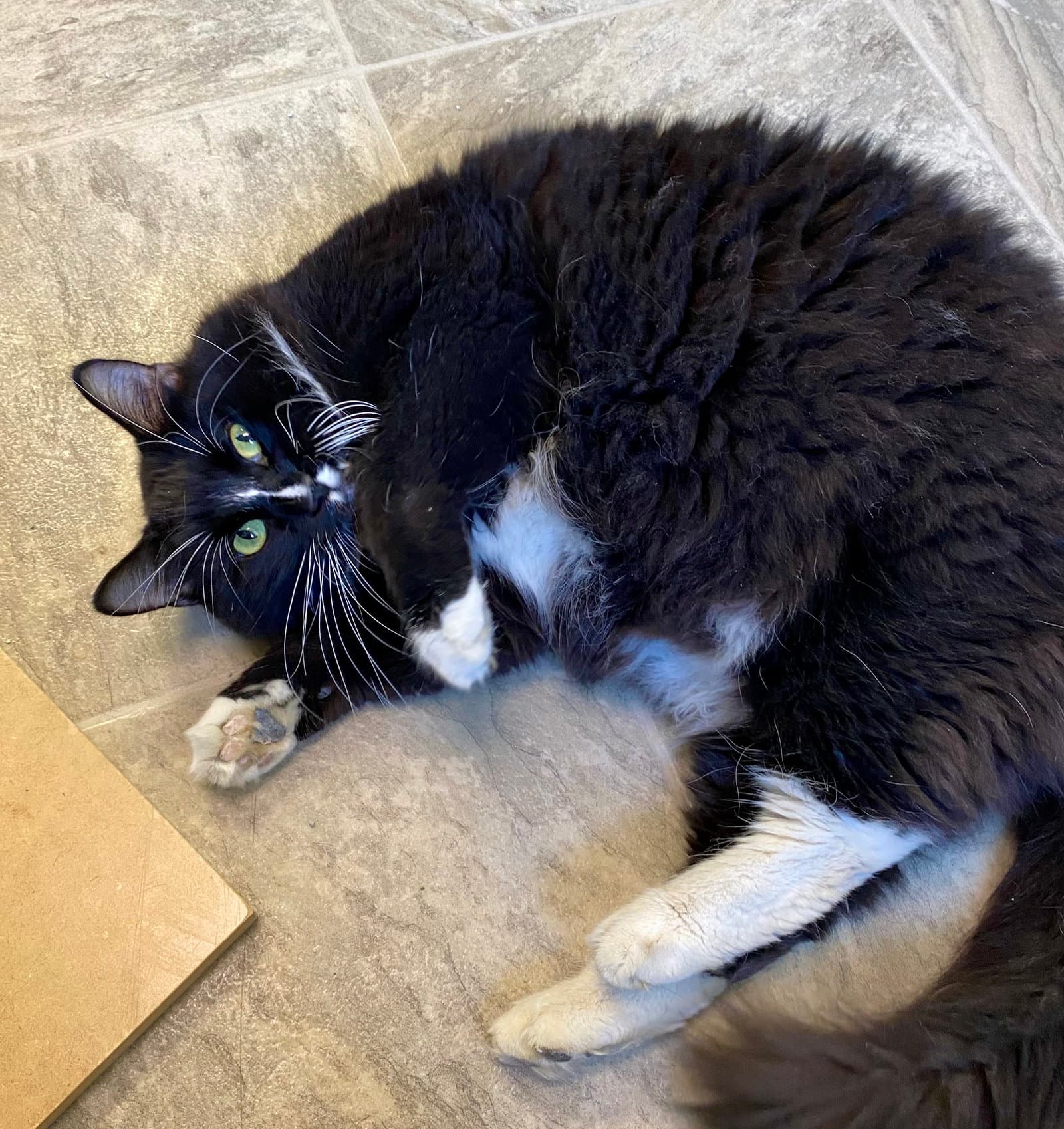 Bon Jovi - Domestic Medium Hair