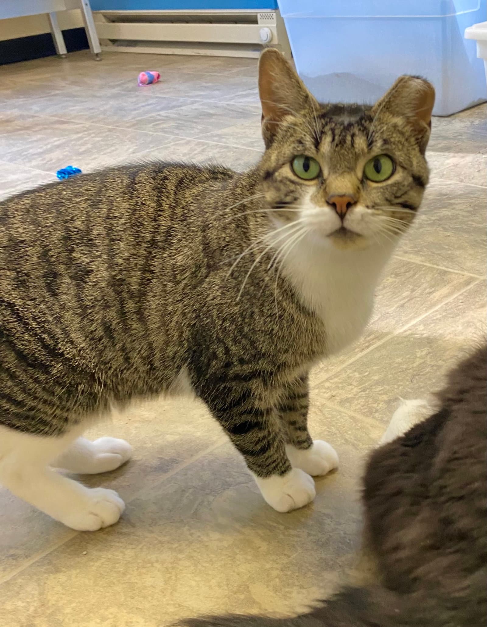 Left Eye - Domestic Short Hair