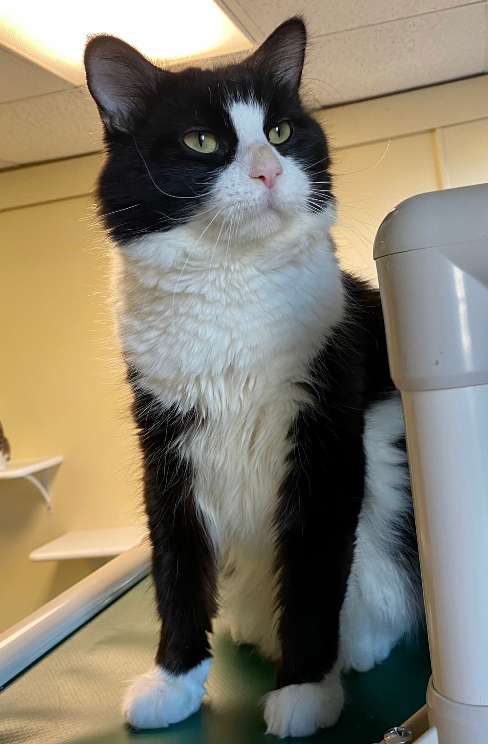 Ticket - Domestic Long Hair