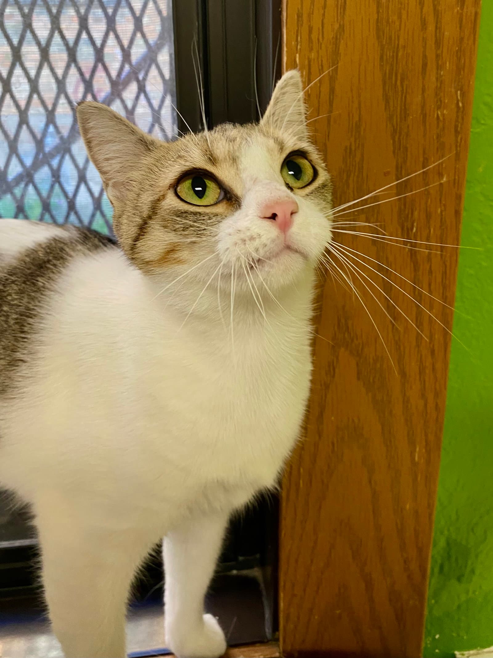 Syrup - Domestic Short Hair