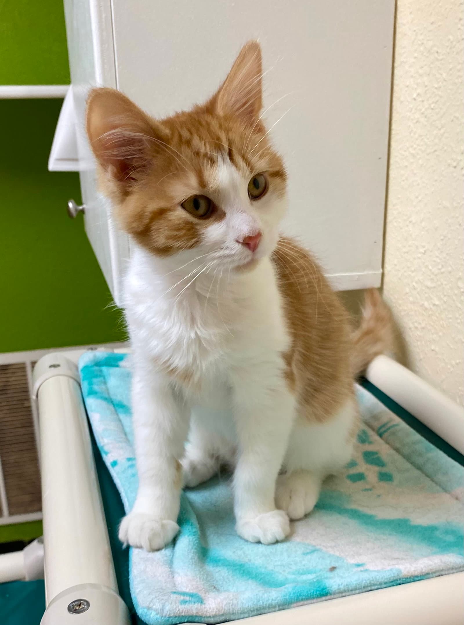 Red - Domestic Medium Hair