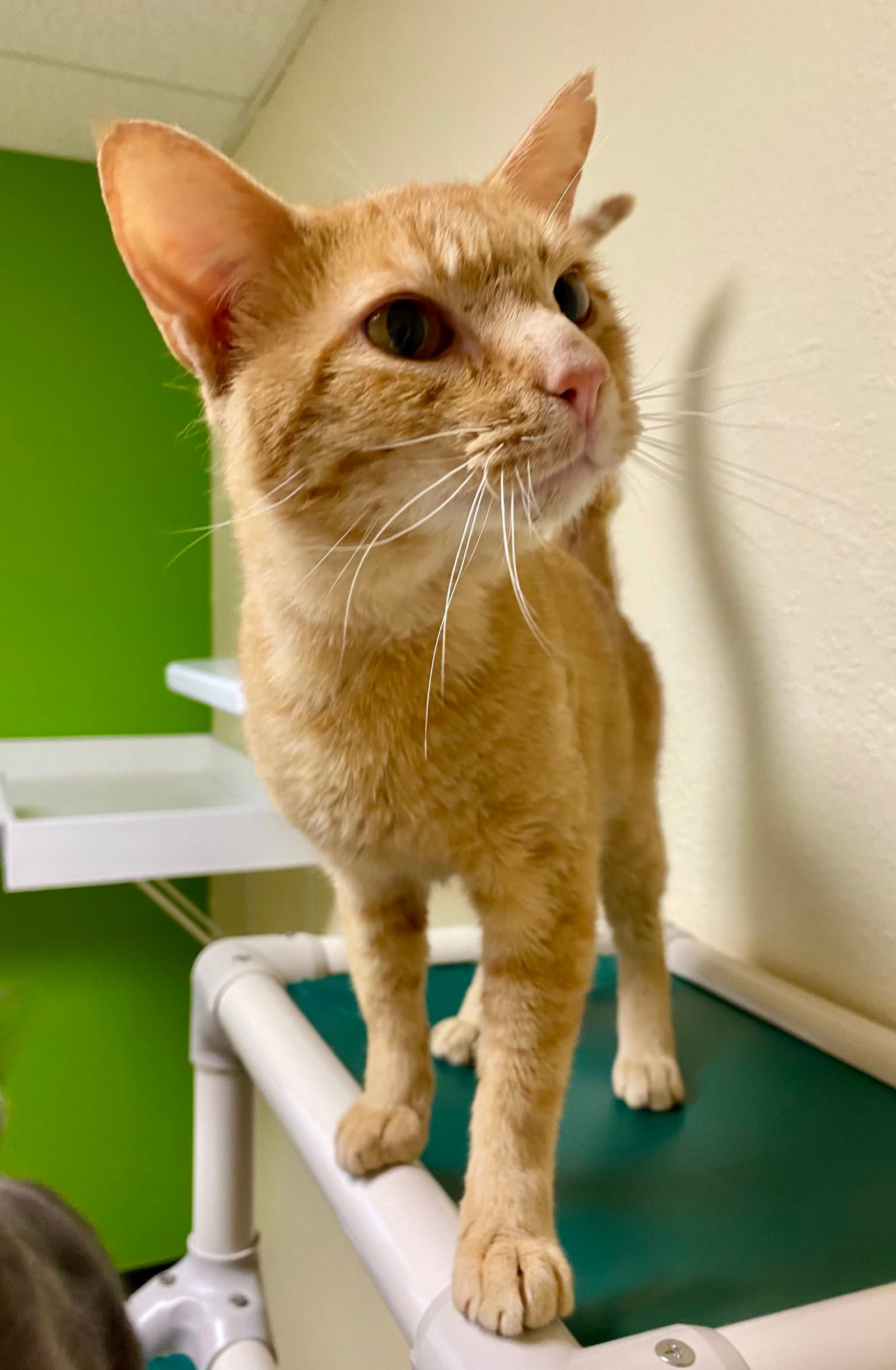 Matthew - Domestic Short Hair