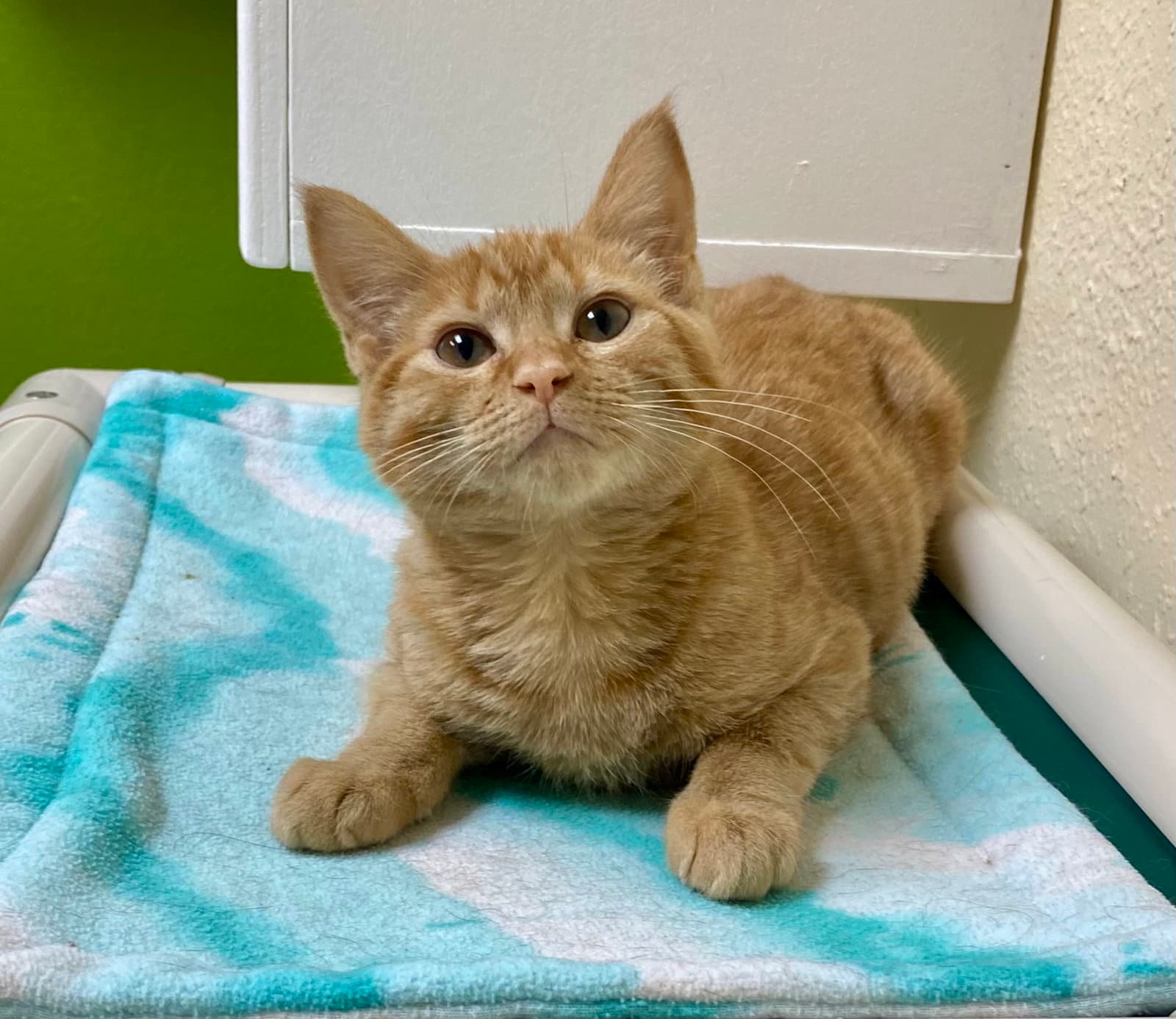 Maran - Domestic Short Hair