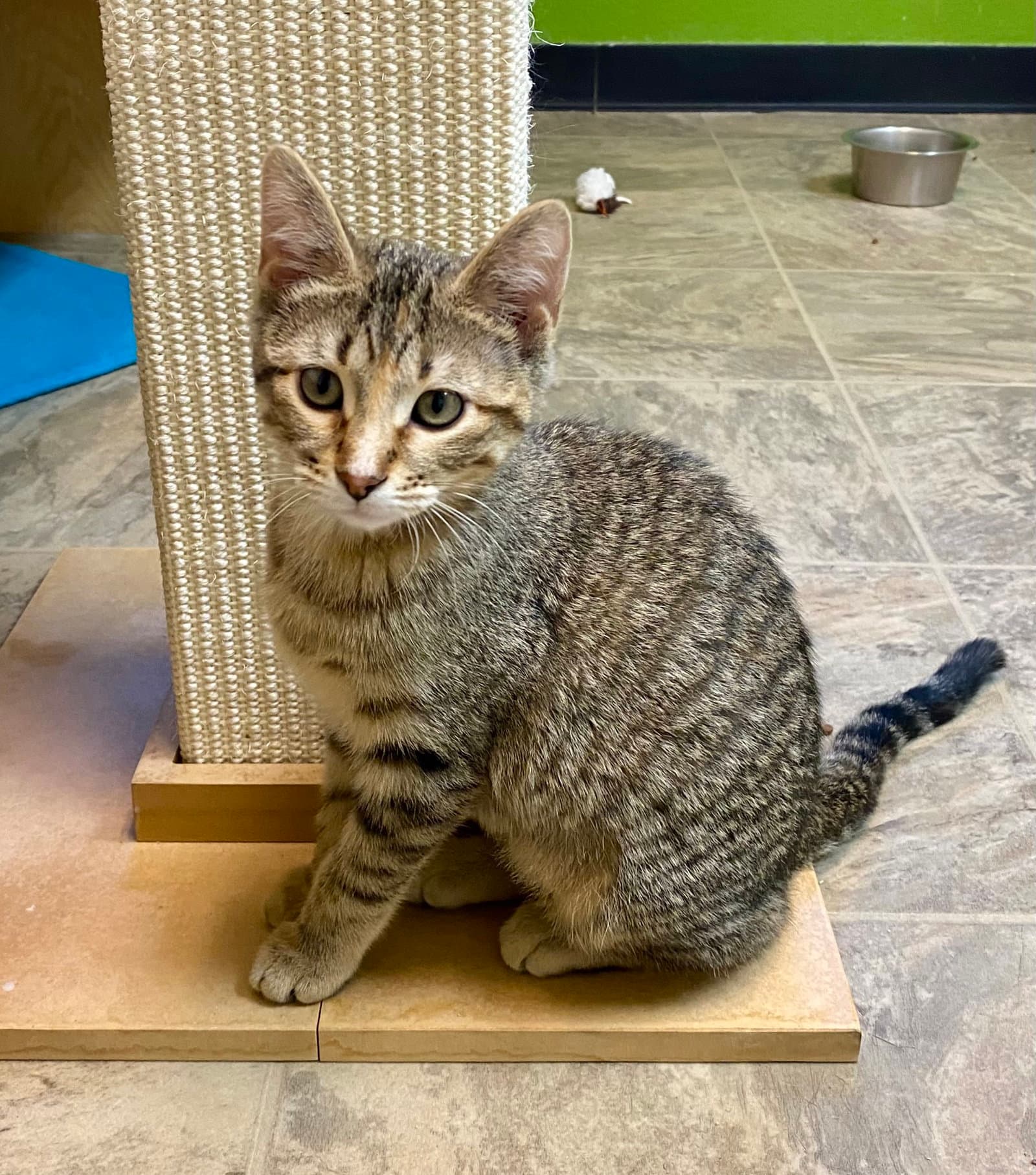 Adele - Domestic Short Hair