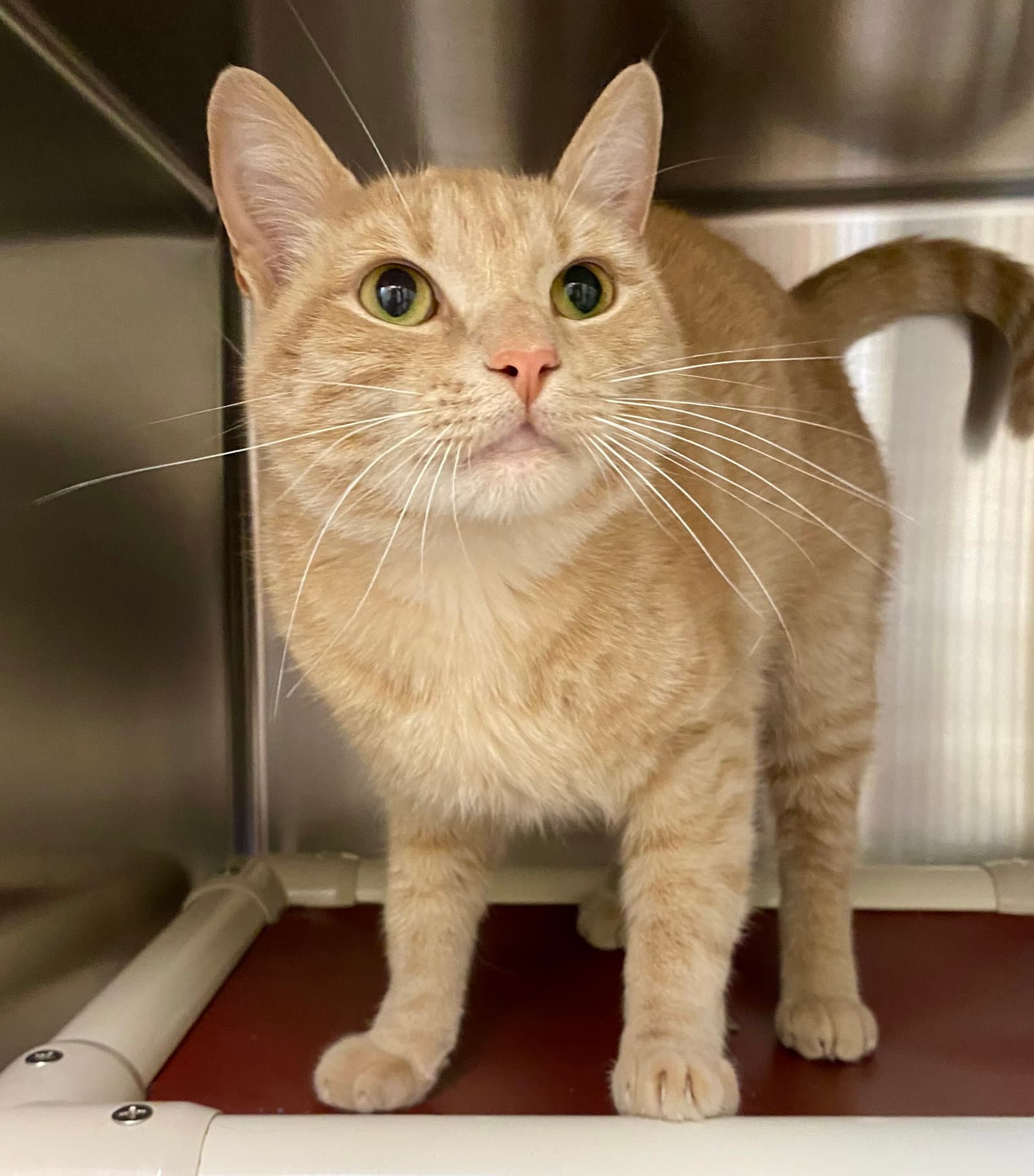 Messi - Domestic Short Hair