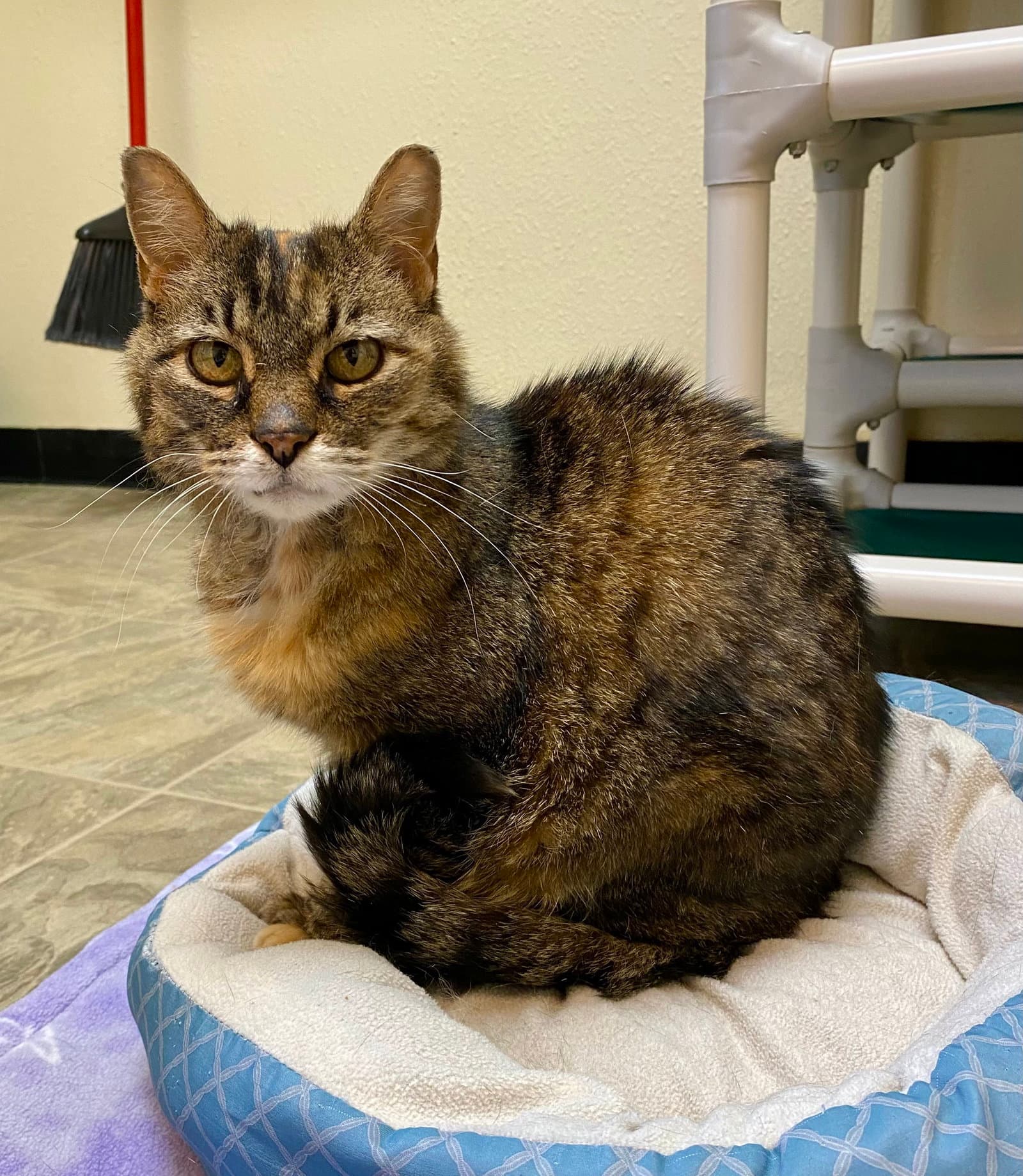 Roni - Domestic Short Hair