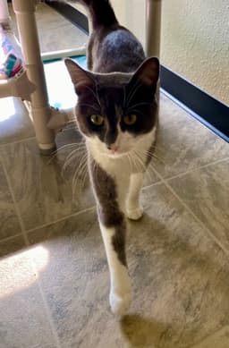 Purrseus image 1