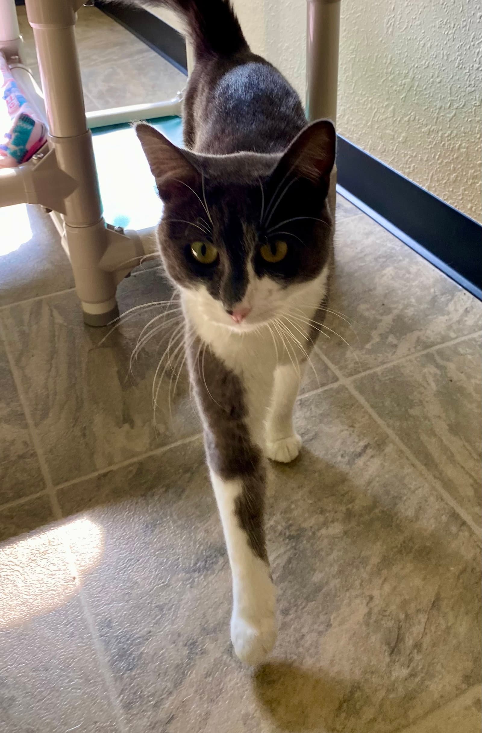 Purrseus - Domestic Short Hair
