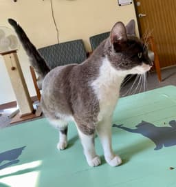 Purrseus image 2
