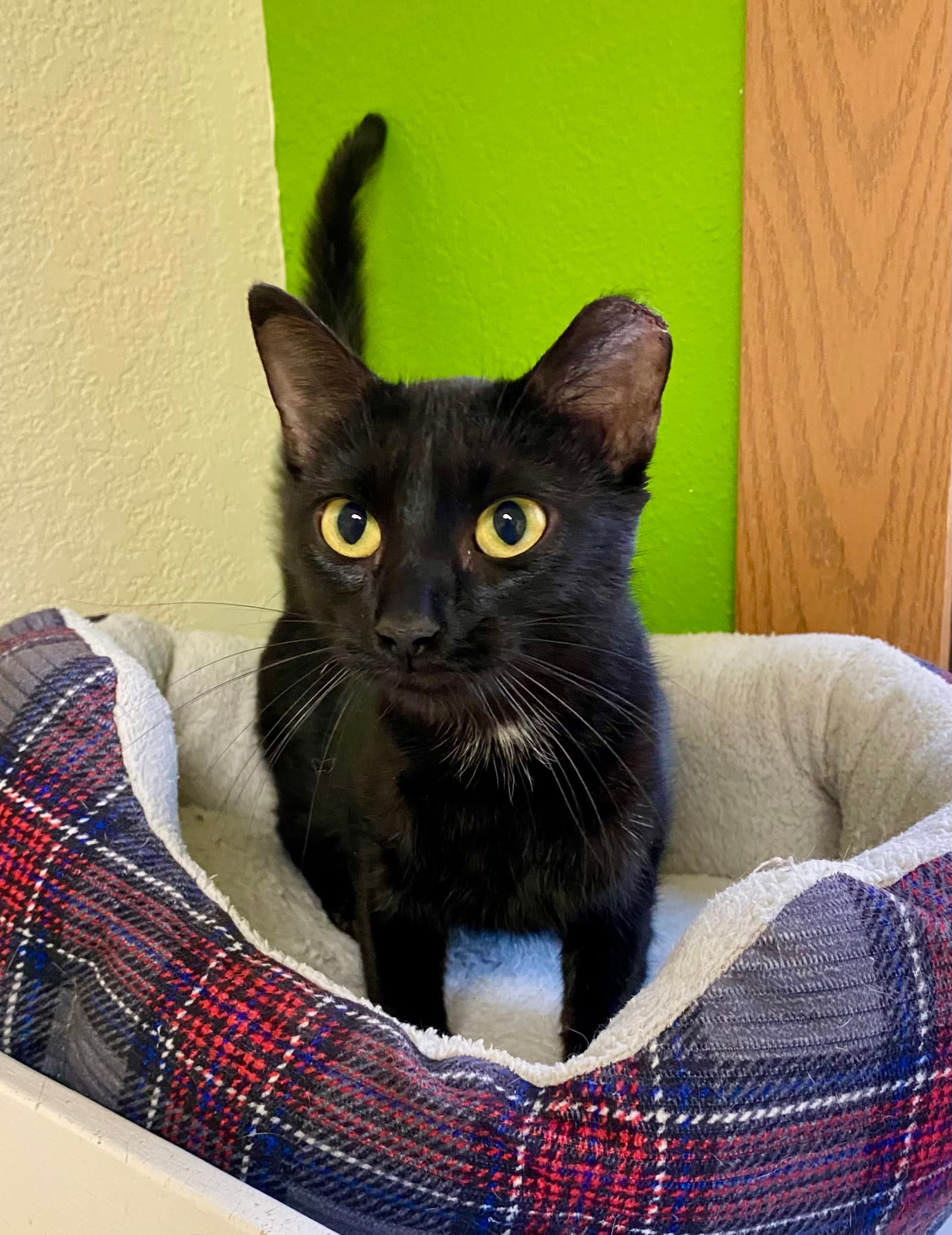 Moon - Domestic Short Hair