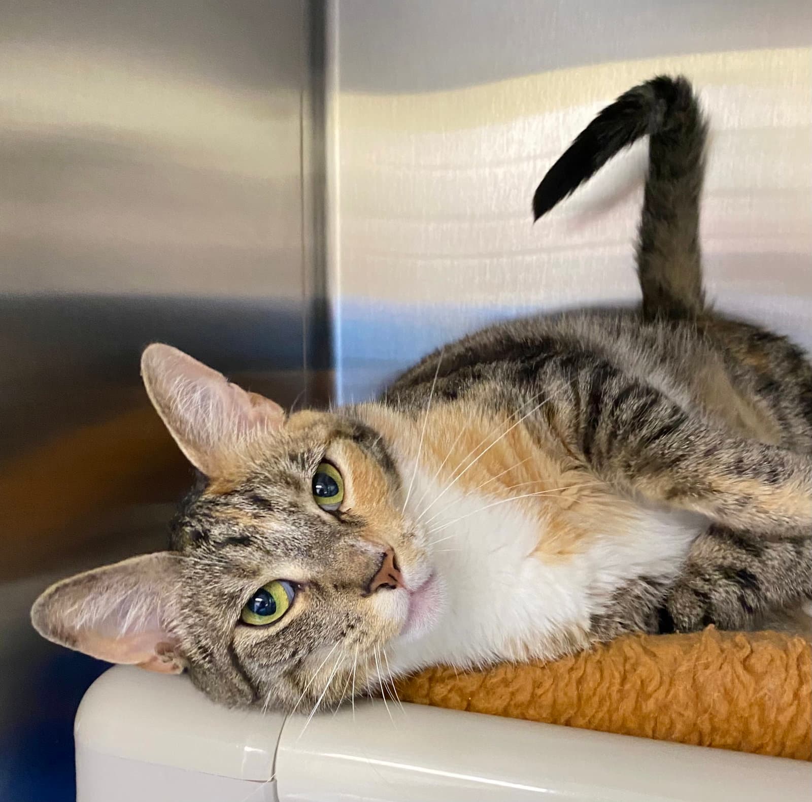 Mailbox - Domestic Short Hair