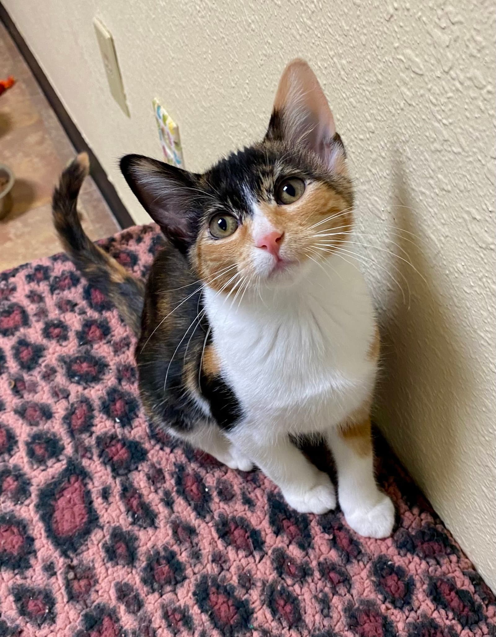 Pluto - Domestic Short Hair
