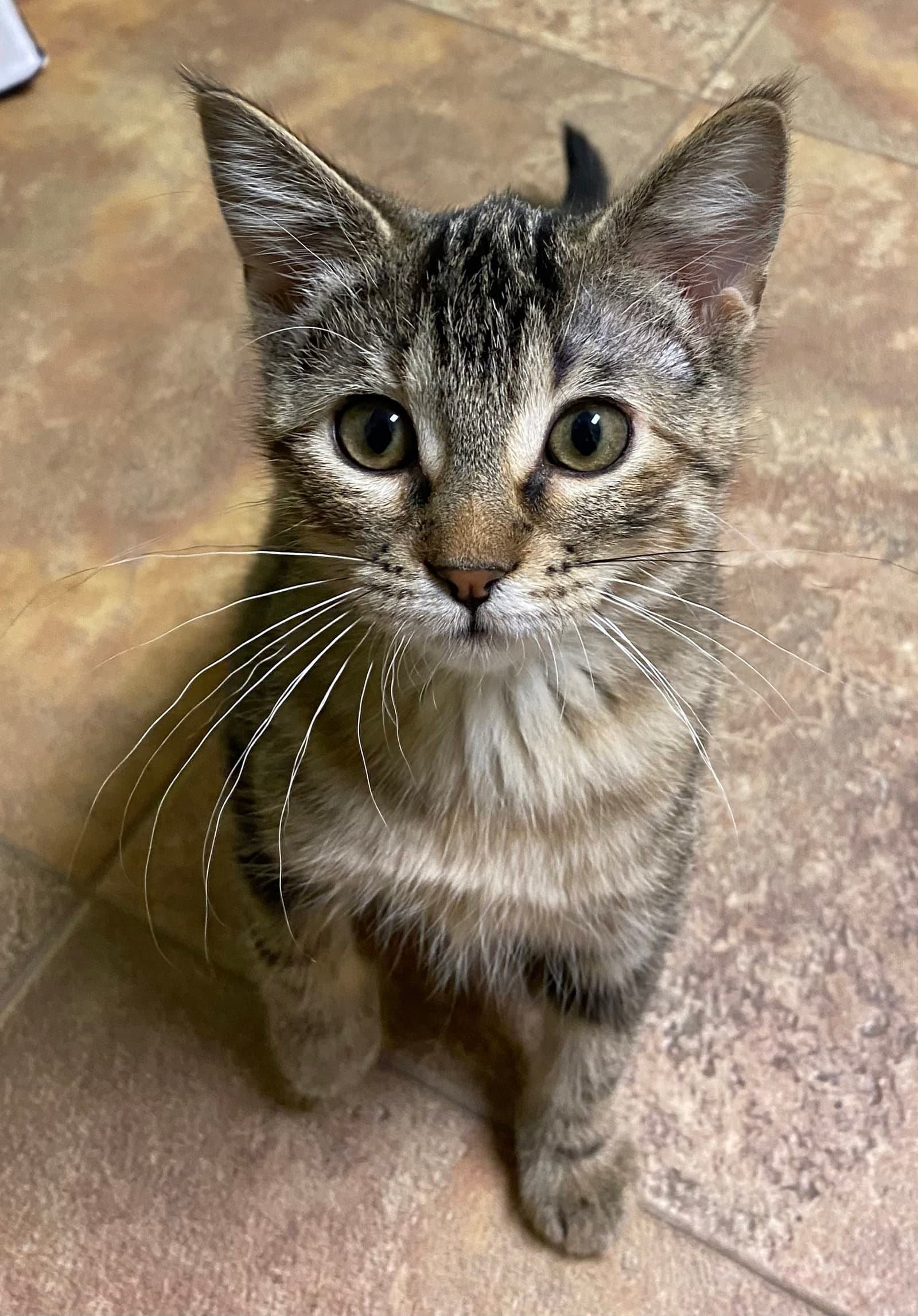 Venus - Domestic Short Hair