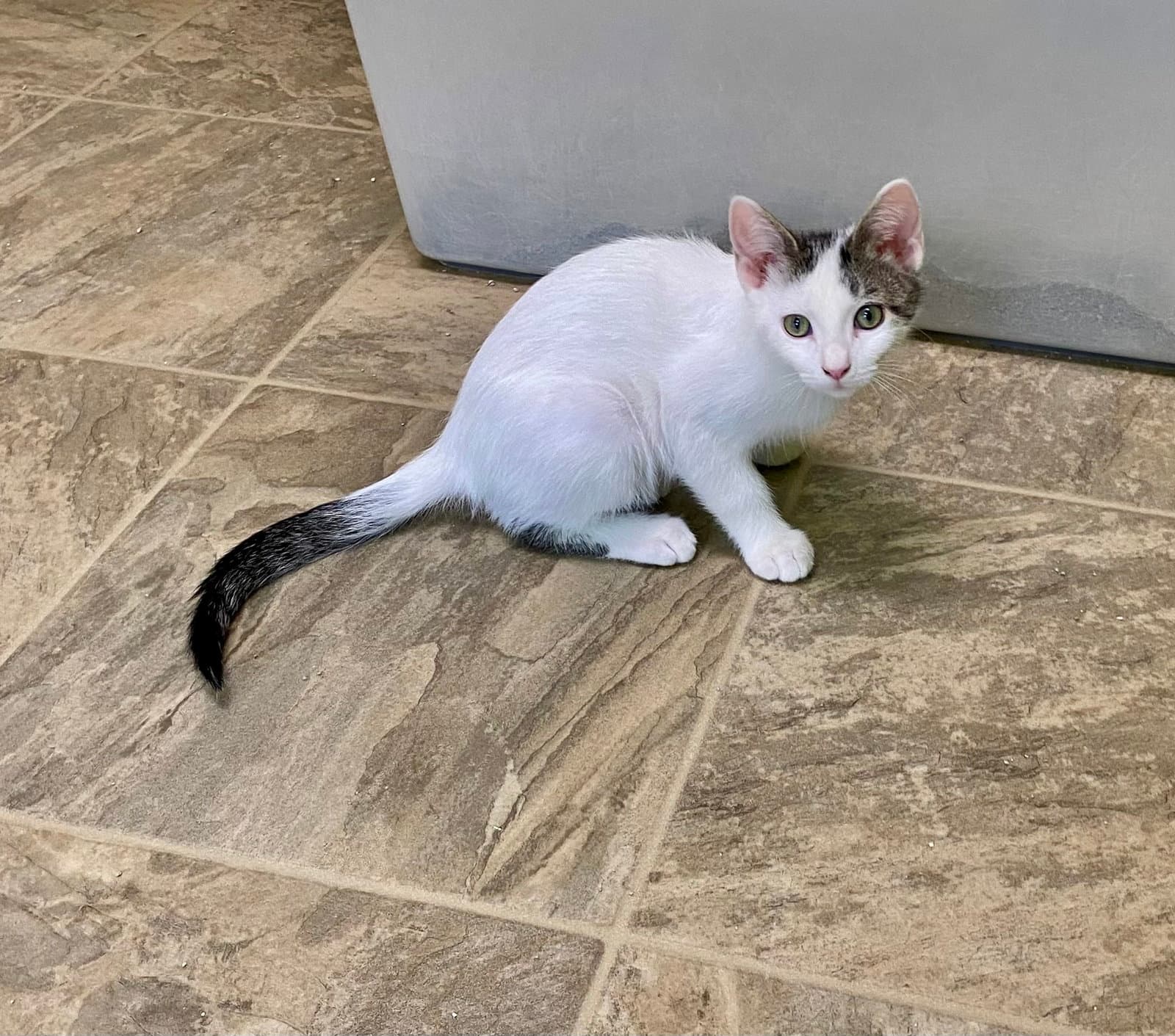 Bratwurst - Domestic Short Hair