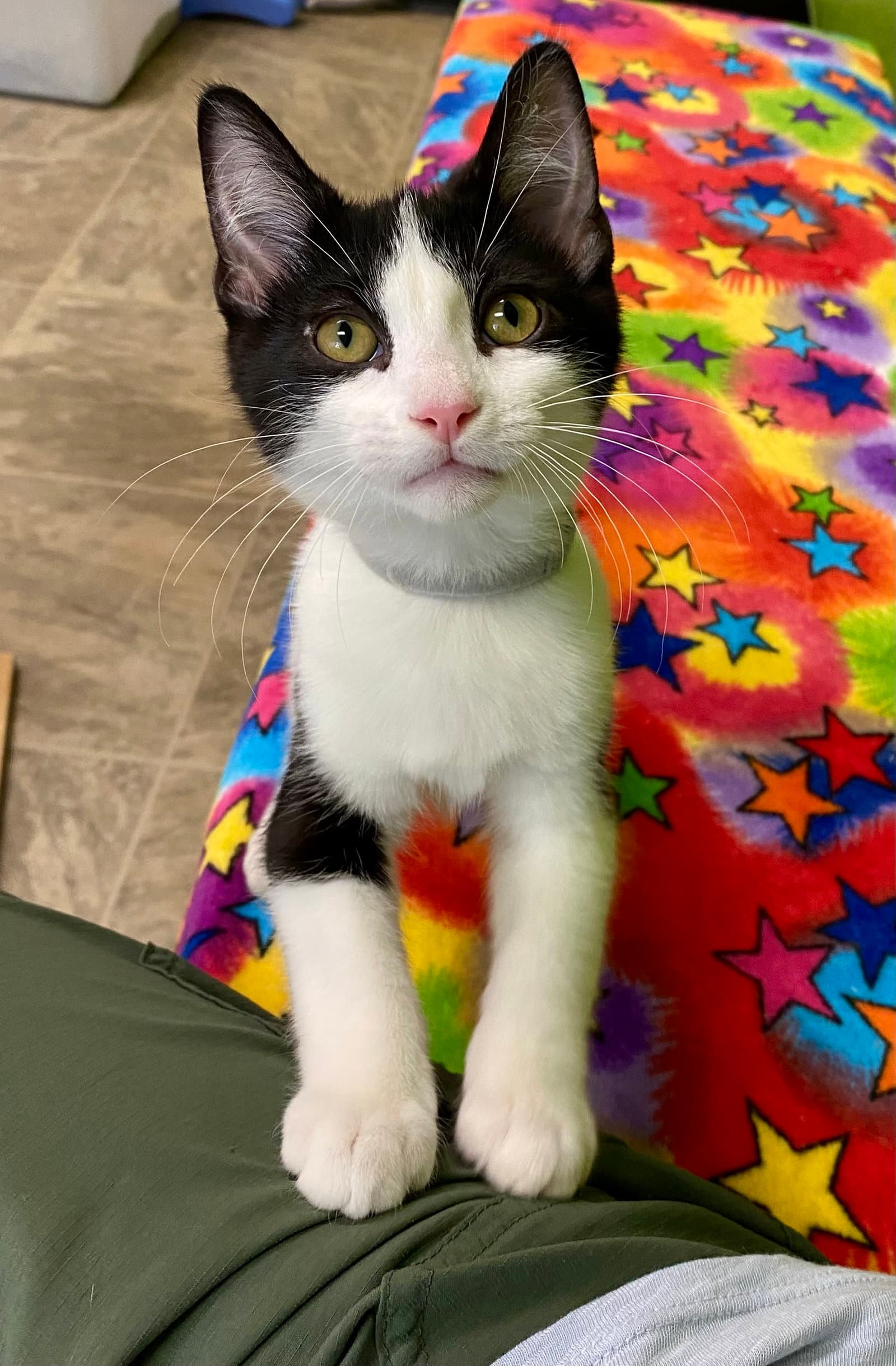 Hot Dog - Domestic Short Hair
