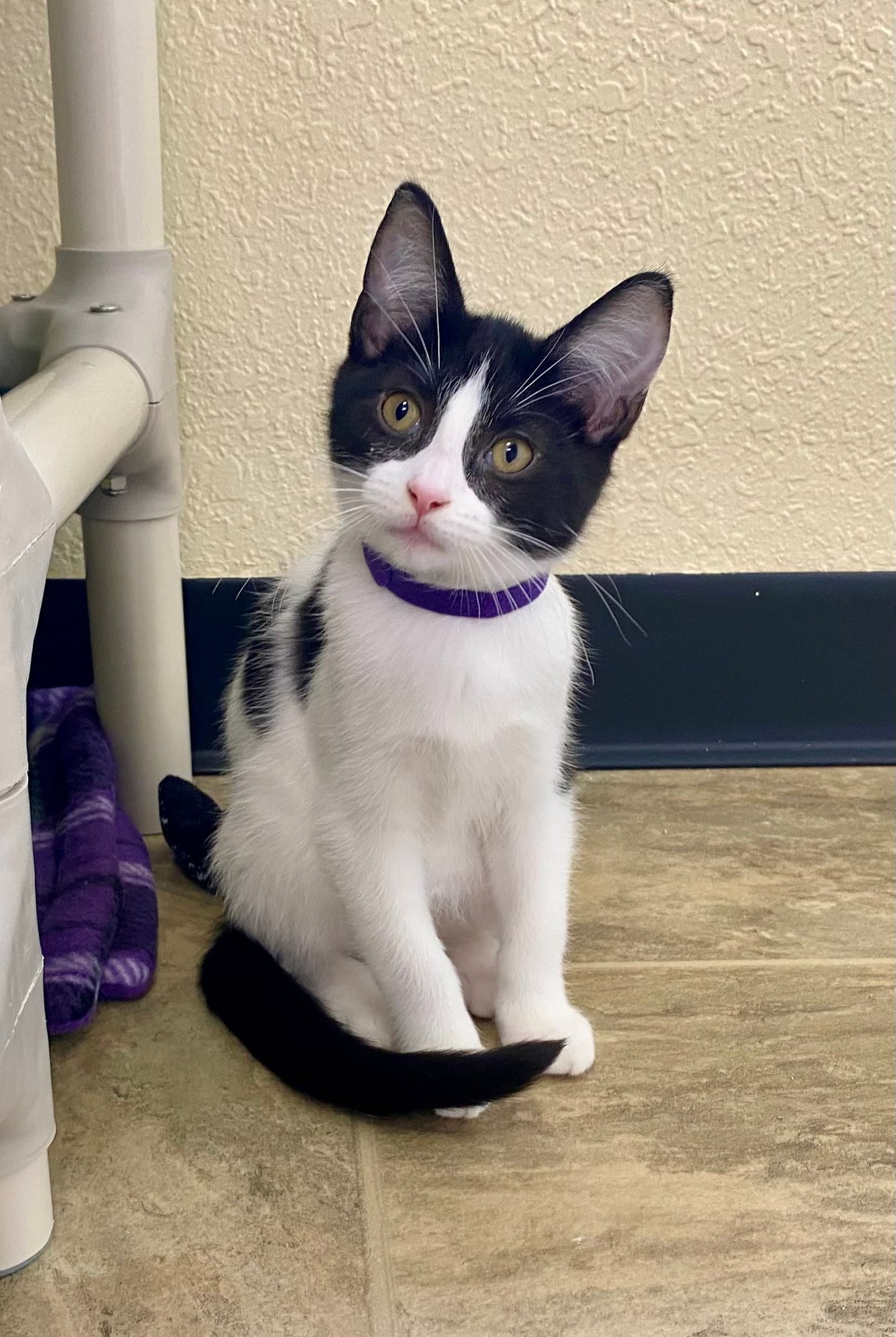 Watermelon - Domestic Short Hair