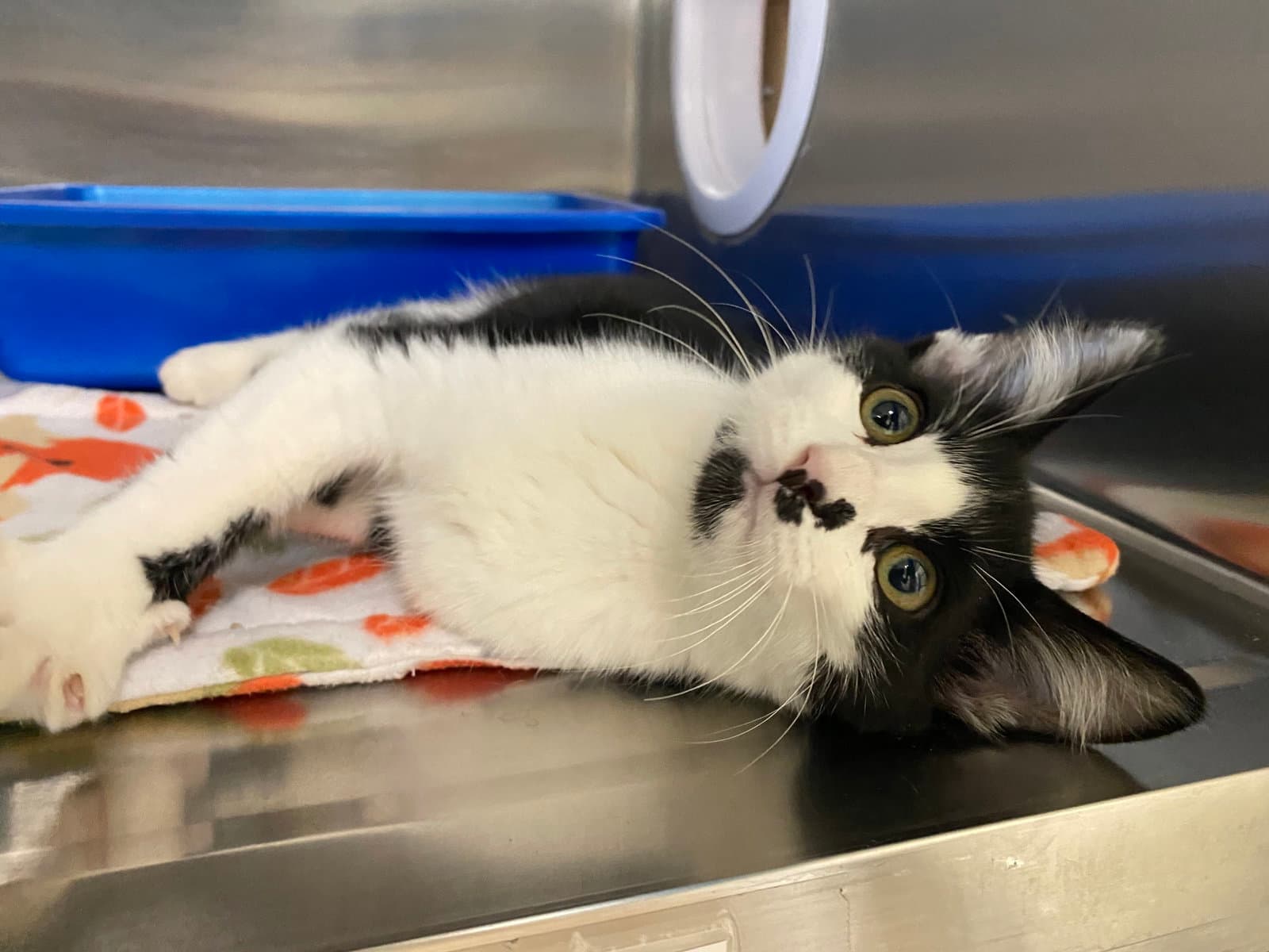 Etcetera - Domestic Short Hair