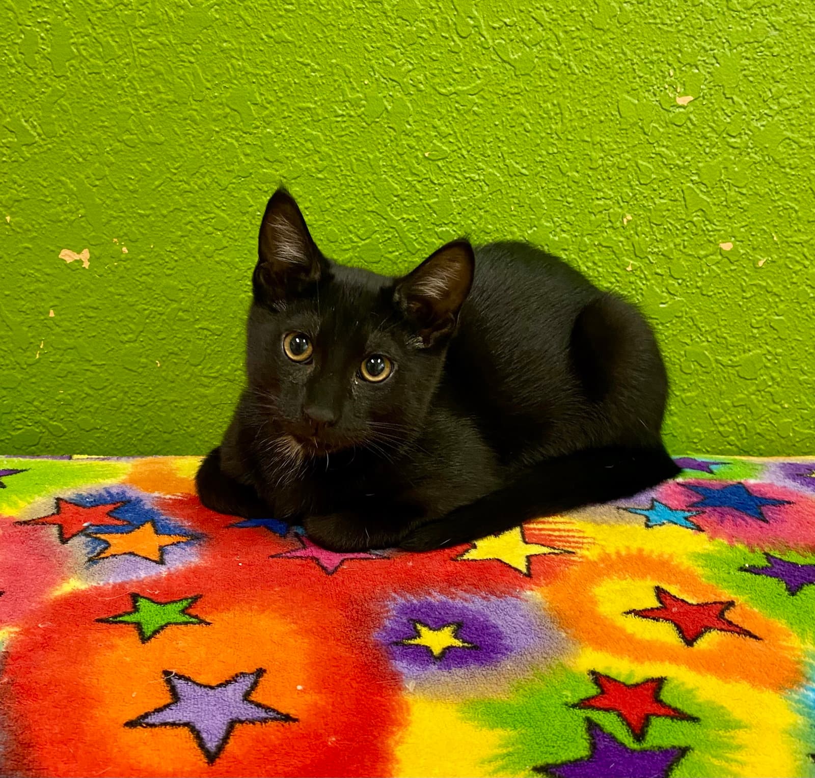 Obsidian - Domestic Short Hair