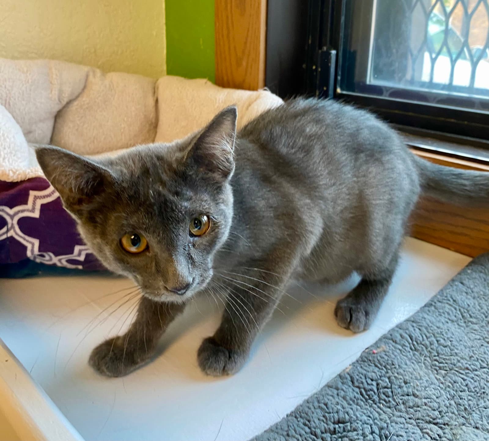 Lug Nut - Domestic Short Hair
