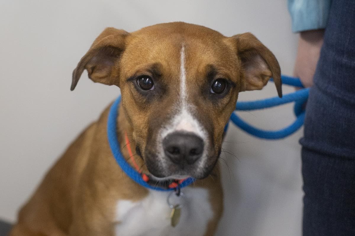Captain - Black Mouth Cur