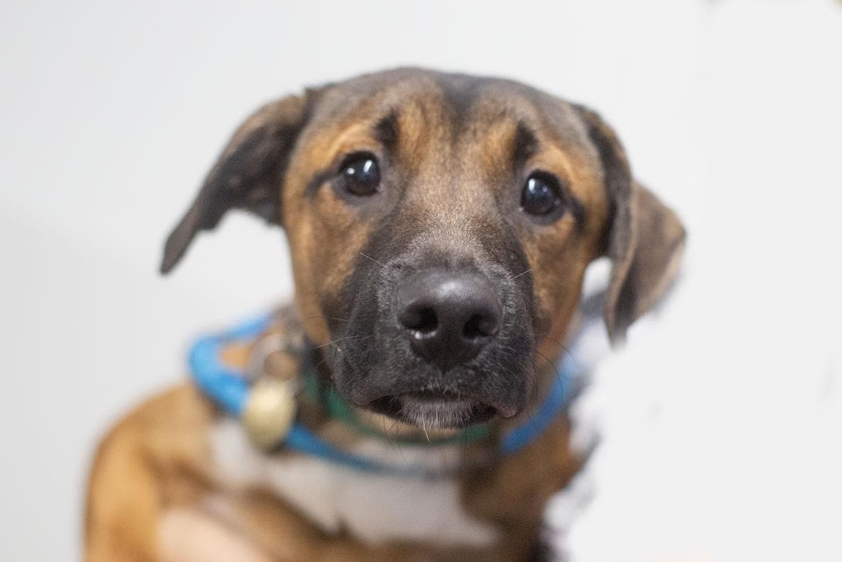Bandit - Black Mouth Cur