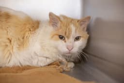 Cheddar Puff image 1