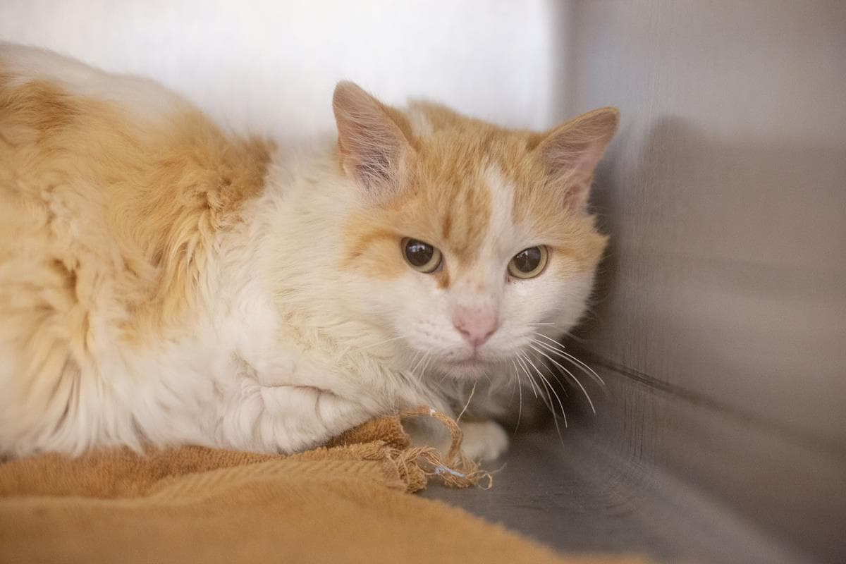 Cheddar Puff - Domestic Medium Hair