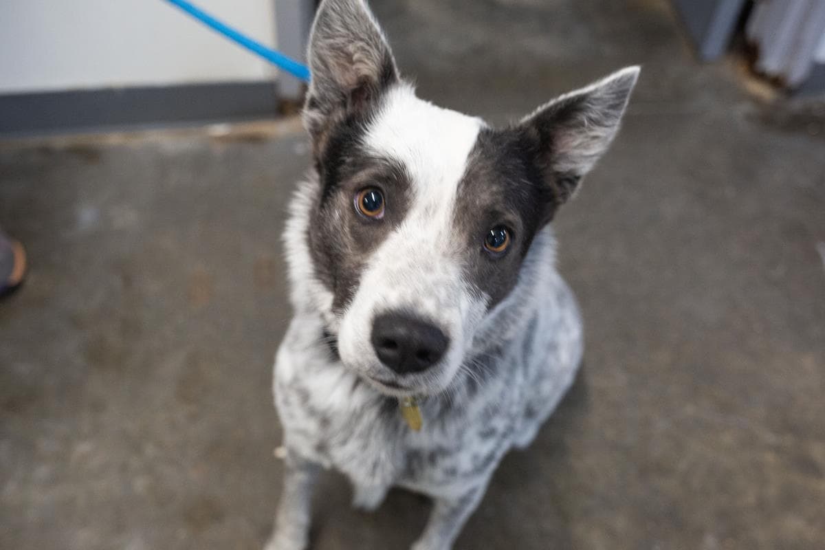 Maximus - Australian Cattle Dog/Blue Heeler