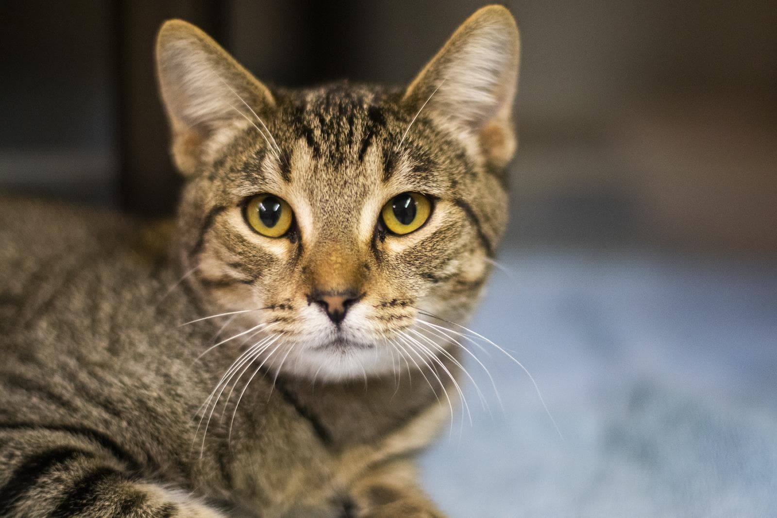 Candy - Domestic Short Hair