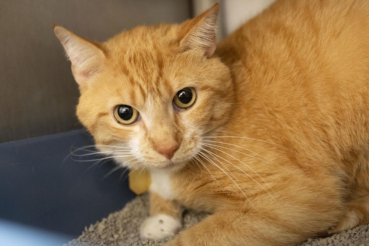 Garfield - Domestic Short Hair