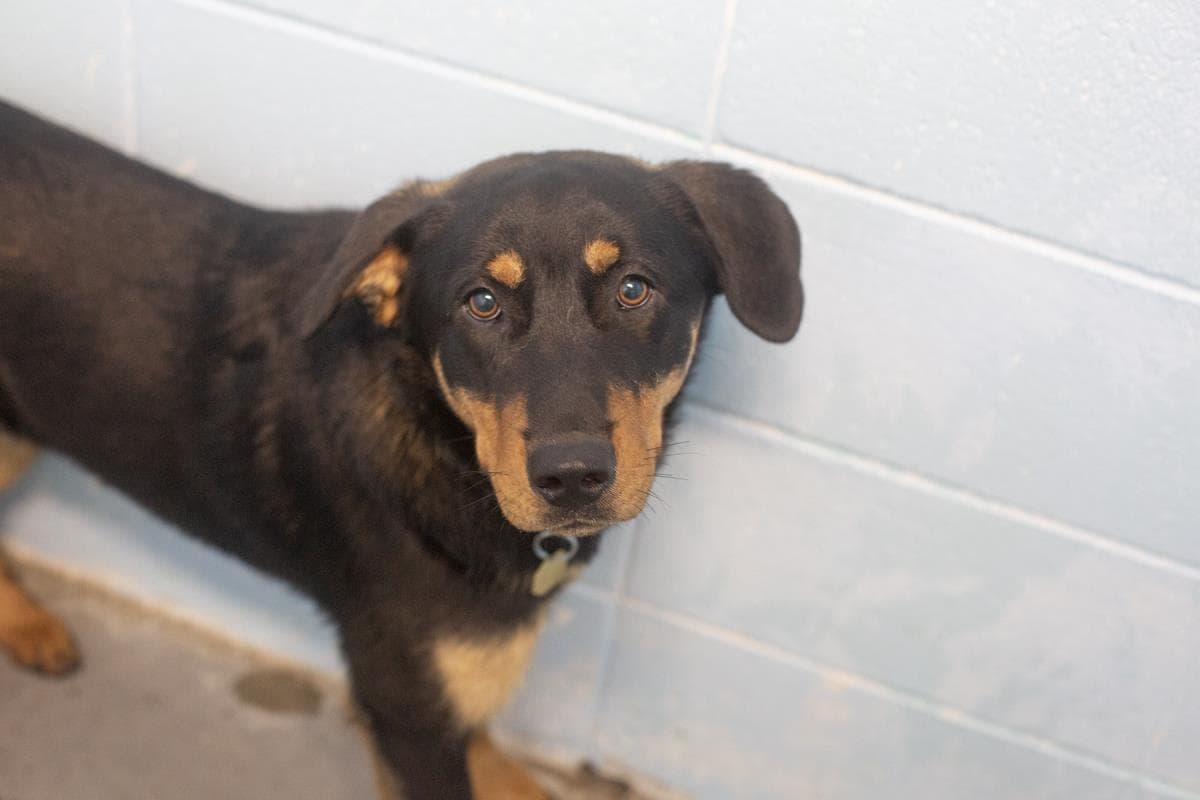 Brody - Shepherd