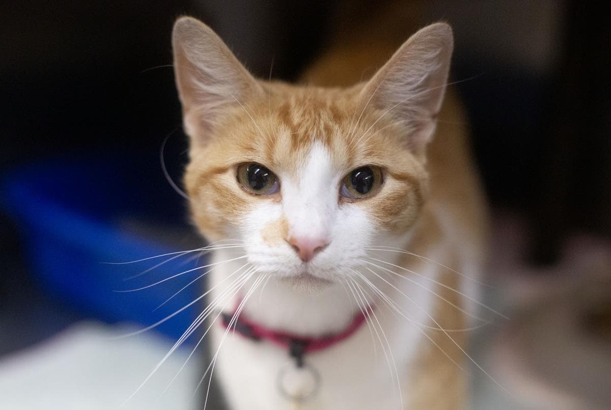 Bee - Domestic Short Hair