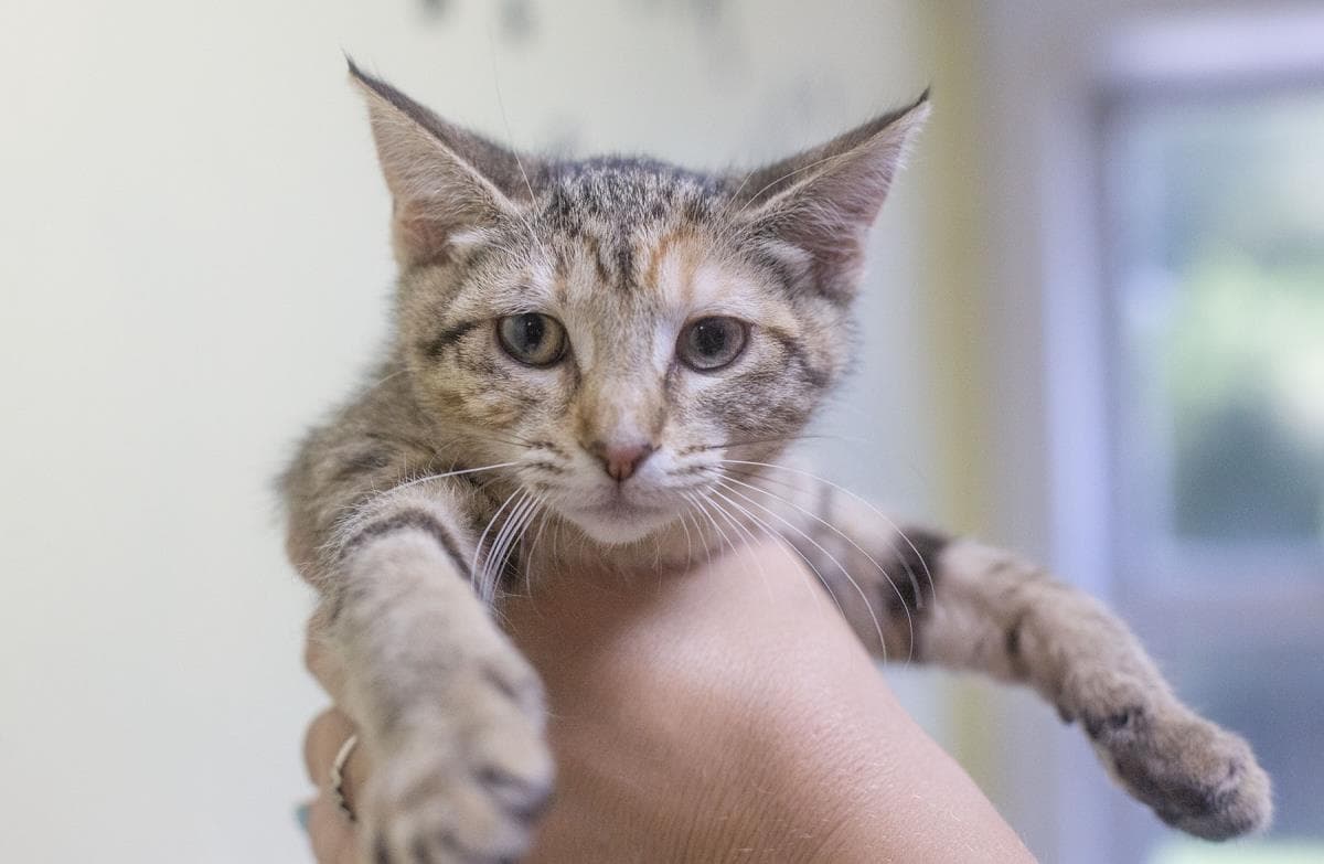 Q-Tip - Domestic Short Hair