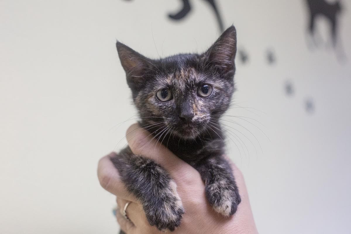 Starburst - Tortoiseshell