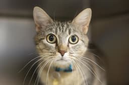 Darla image 1
