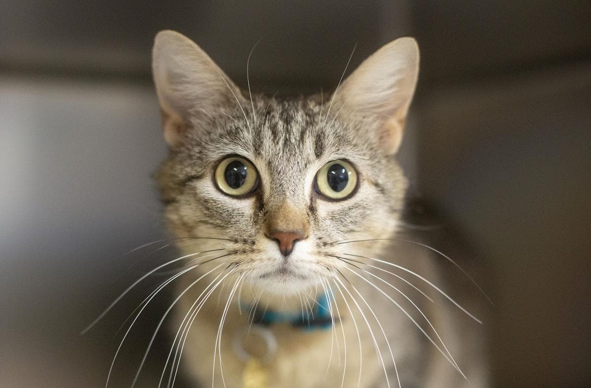 Darla - Domestic Short Hair