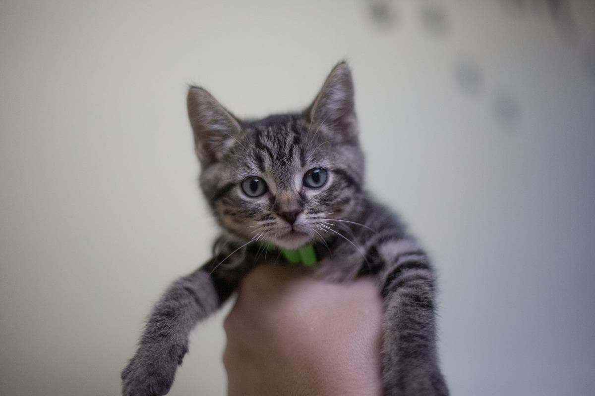 Hamm - Domestic Short Hair