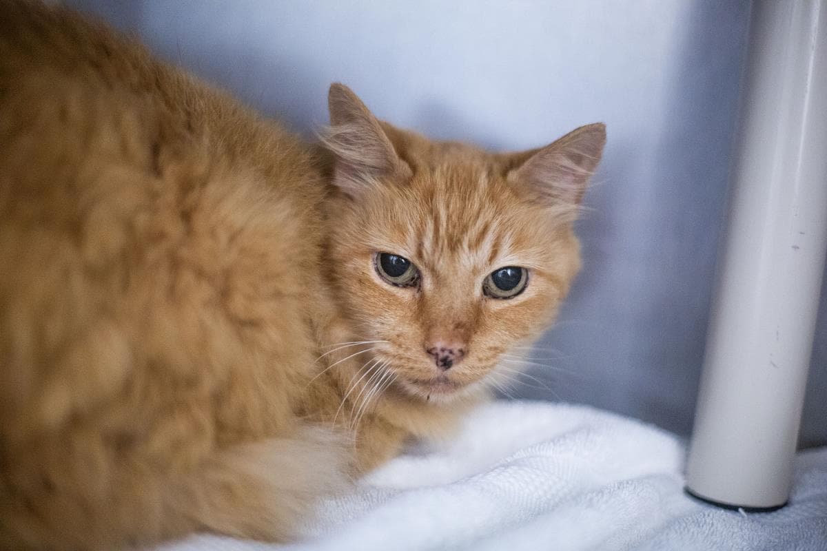 Jessie - Domestic Long Hair