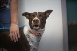 Buddy image 1