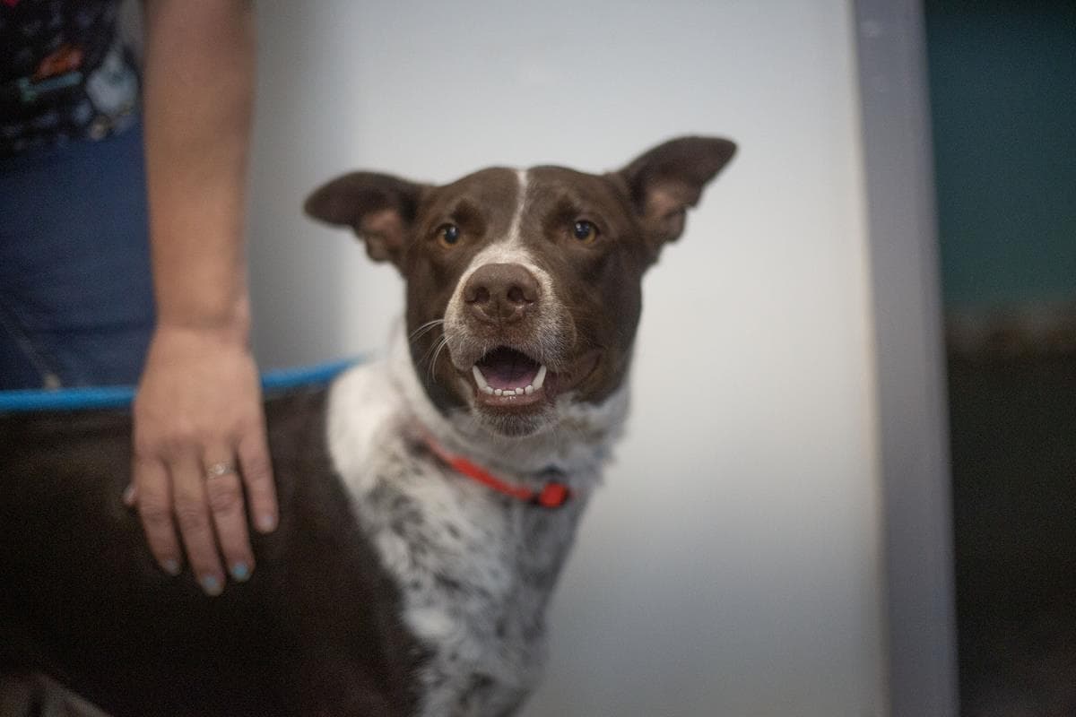 Buddy - German Shorthaired Pointer
