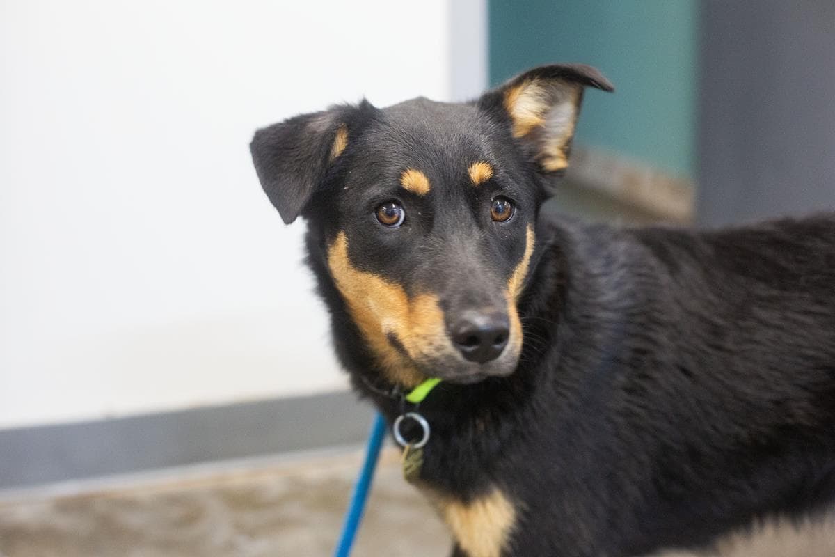 Lilly - Shepherd