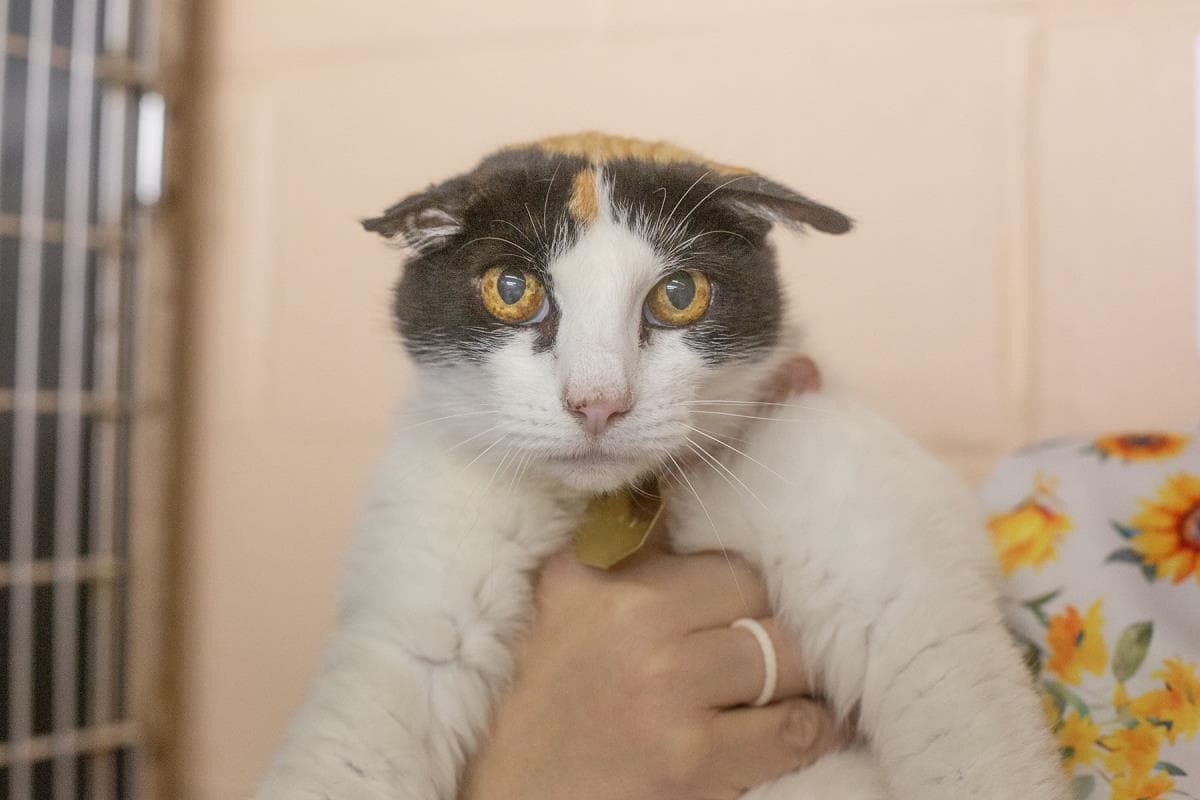 Mrs Potato Head - Calico