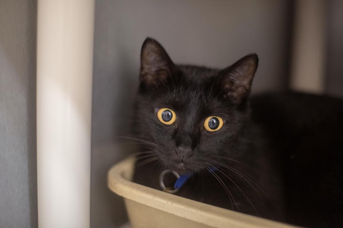 Mae Mae - Domestic Short Hair